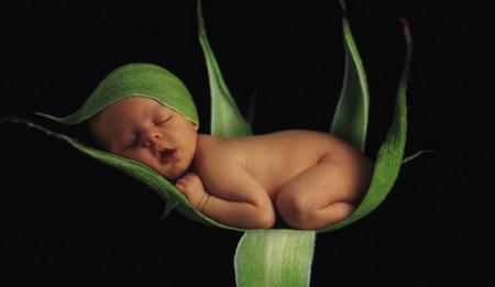 Bébé plante
