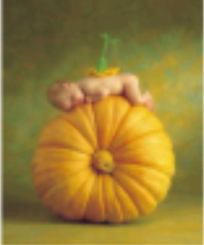 Bébé courgette