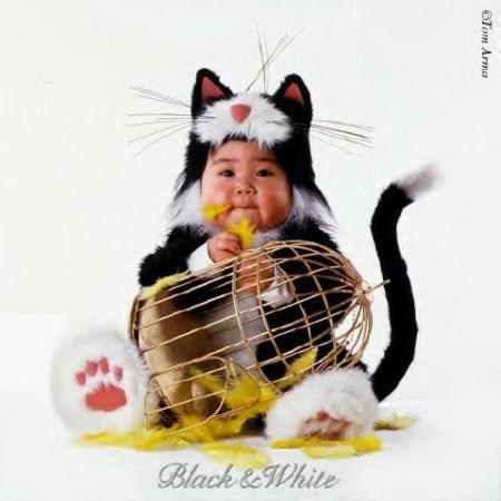 Bébé chat